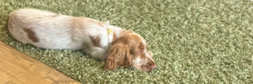 Lexx Lawrence banner