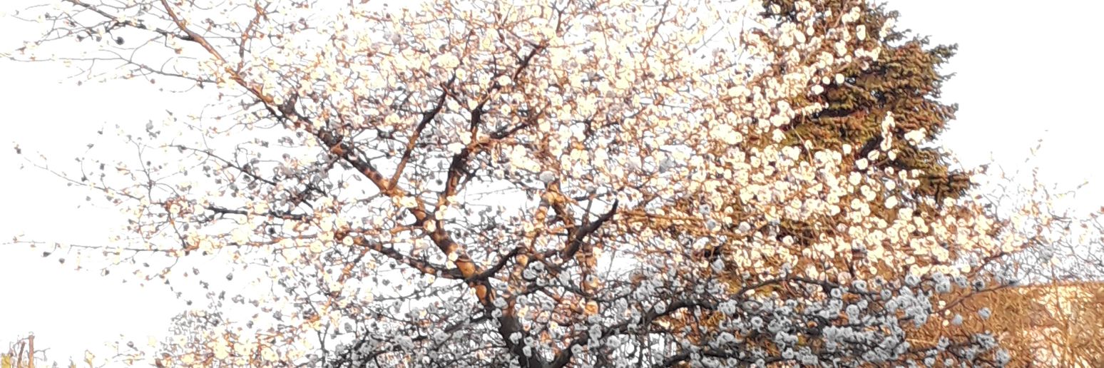 MpZuber's profile banner image
