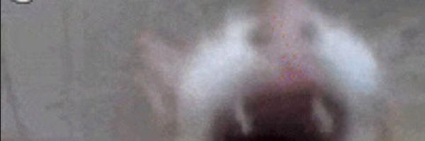 Txingu1212 Profile Banner