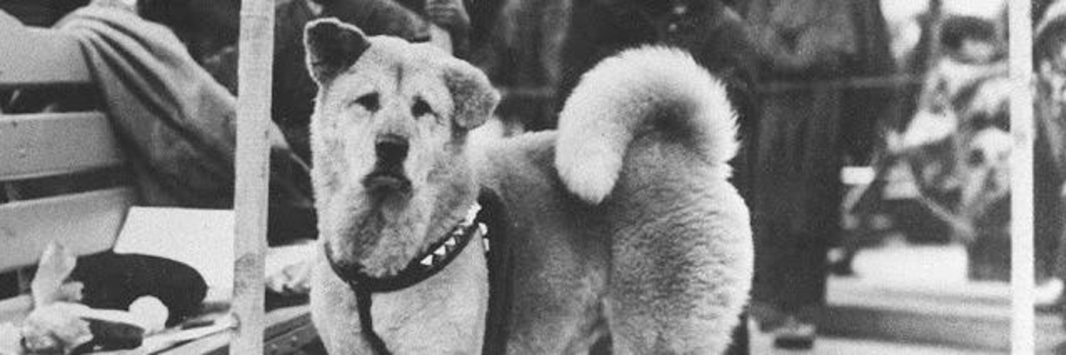 Хатико техника просп победы 74 фото KöpekAnası 