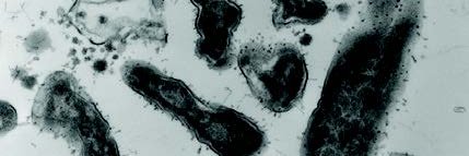 HarrisTryon Lab banner