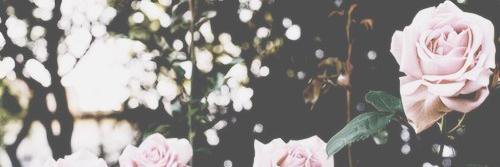 misskalol's profile banner image