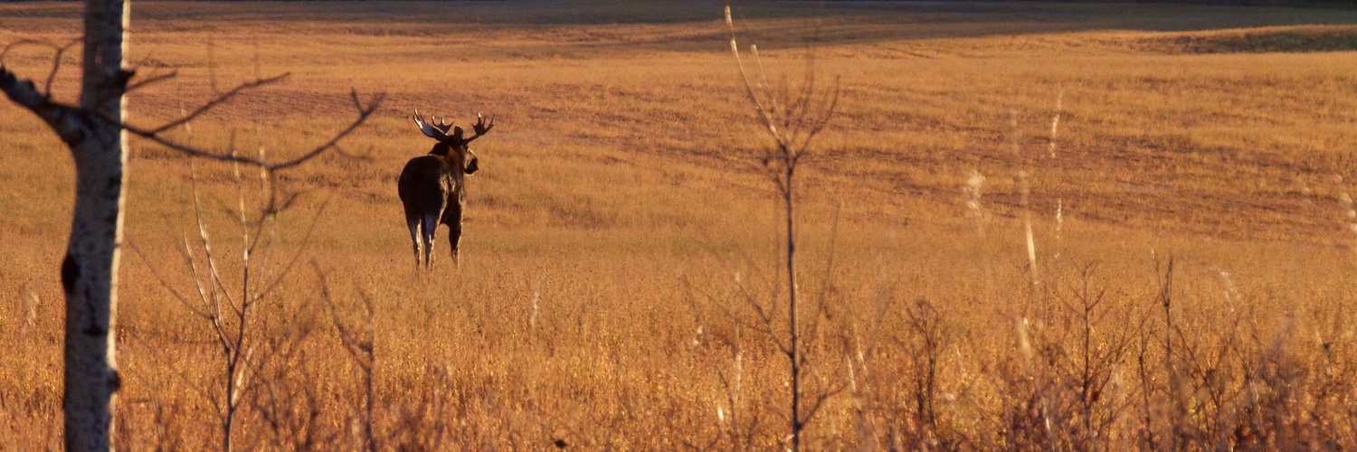 tuchodi's profile banner image