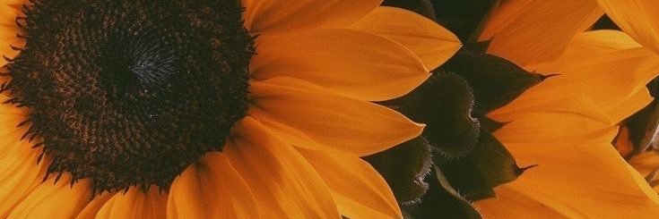 ThatGirlTuyy's profile banner image