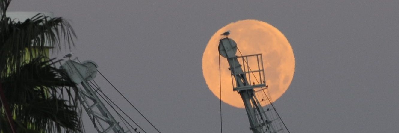 Xavier Singla banner