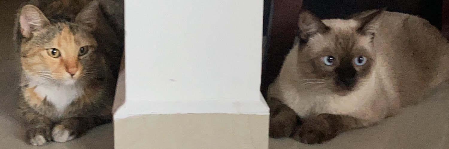 pilianza's profile banner image