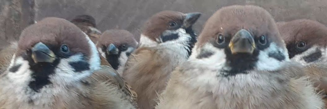 おんぢ🐦🚴‍♂️ 自転車操業's banner