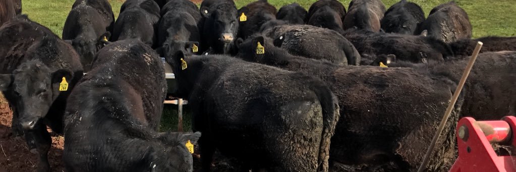 Simon O'Donnell banner