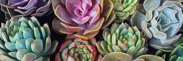 IAmHayleyB's profile banner image