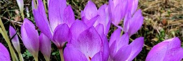 saffron0crocus Profile Banner