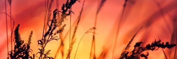 aggie_strt's profile banner image