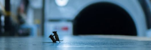avamackay_'s profile banner image