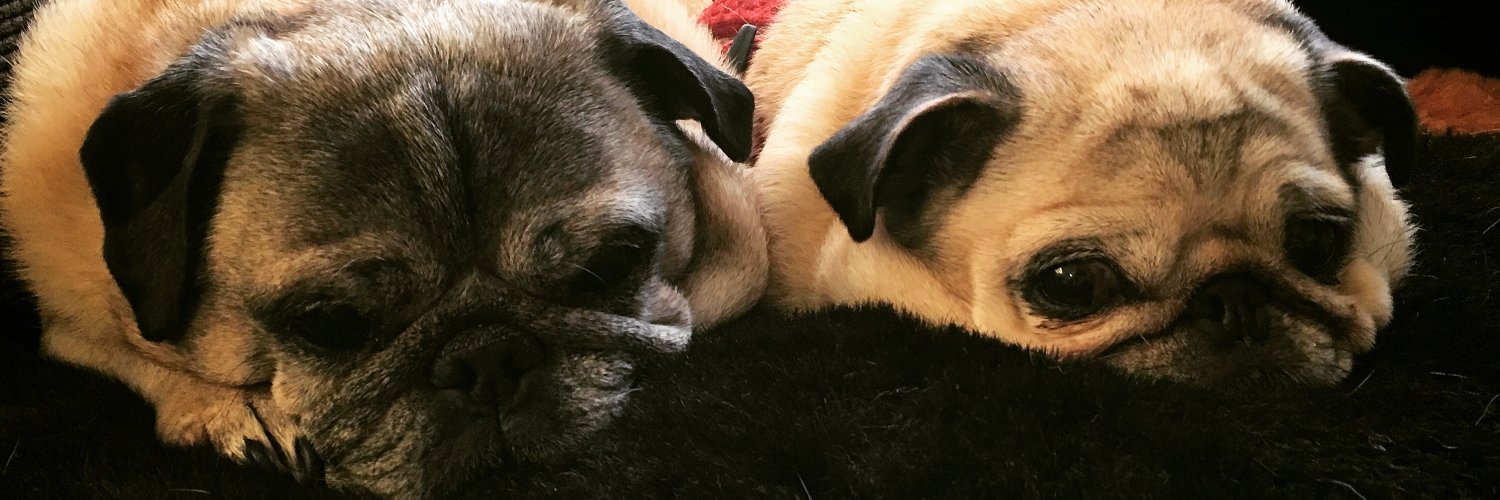 PoppaPug's profile banner image