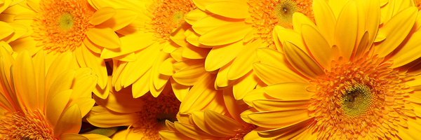 MrsFaryma Profile Banner