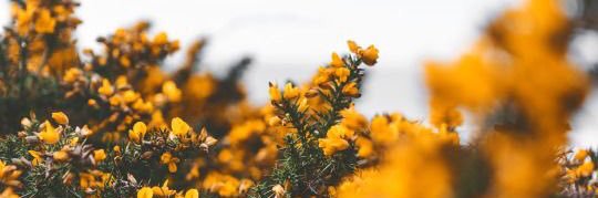 laurensmitha's profile banner image