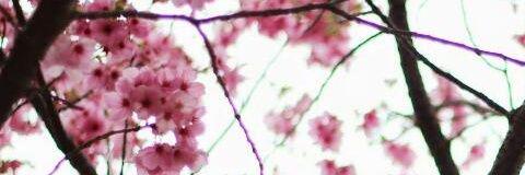 seles264's profile banner image
