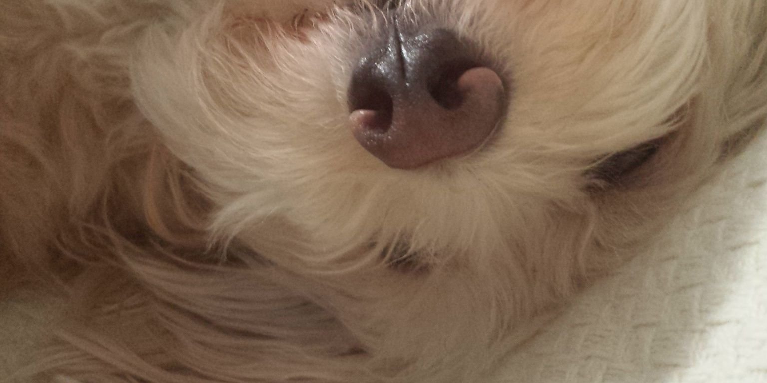 بيضاء نجاح banner