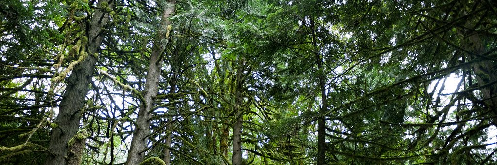 Lauren Strumos banner