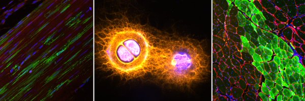 McKayLaboratory Profile Banner