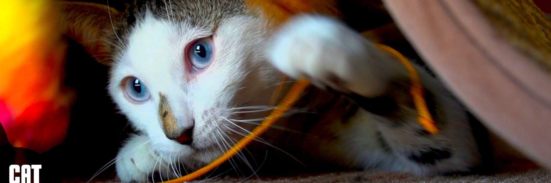 catvideos's profile banner image