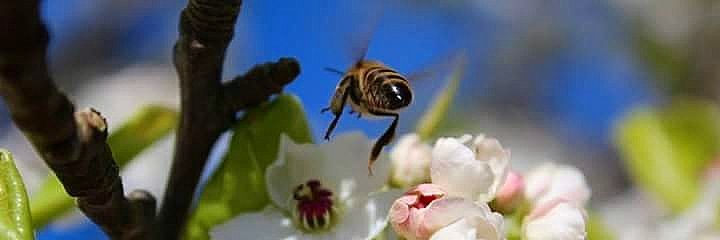 TheBeeChick's profile banner image