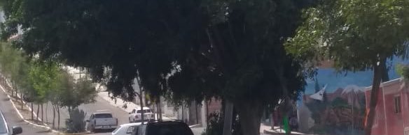 Arboles de Querétaro ¡NO A LA TALA! banner