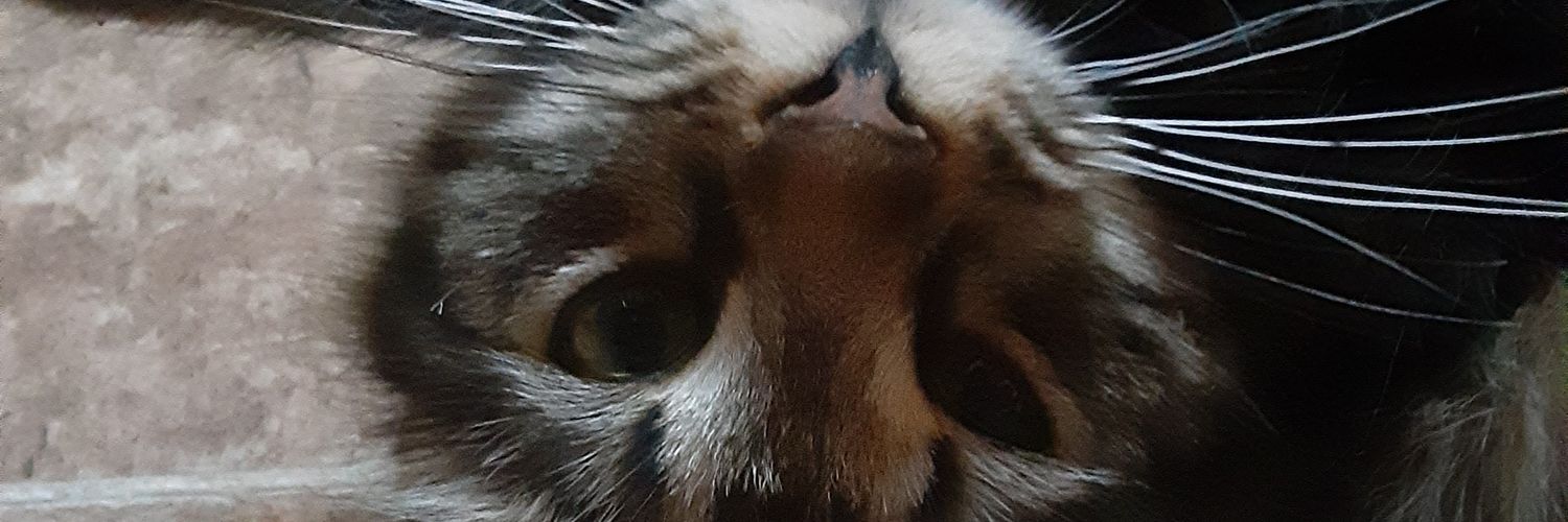 TheGryphon45's profile banner image