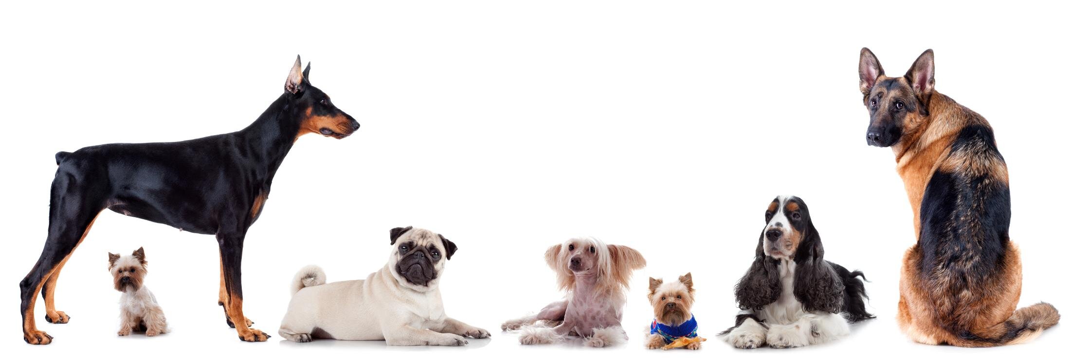 Time4Dog's profile banner image