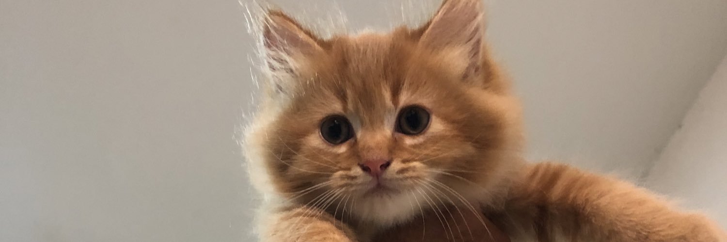 FirdausFauzee's profile banner image
