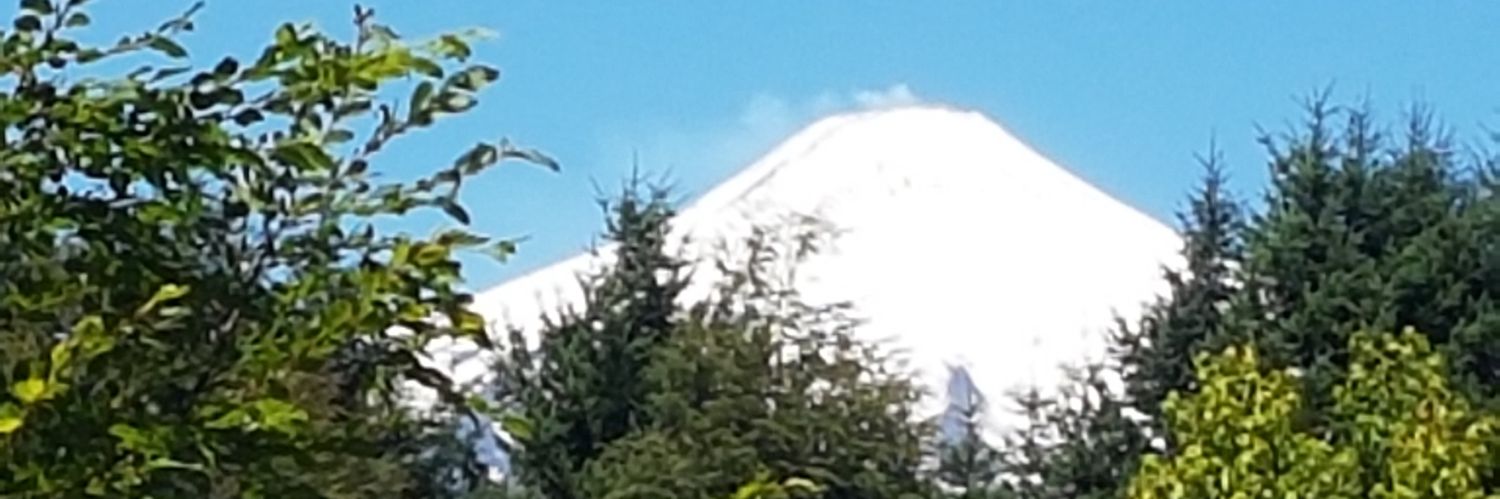 Daniel Stingo Camus banner