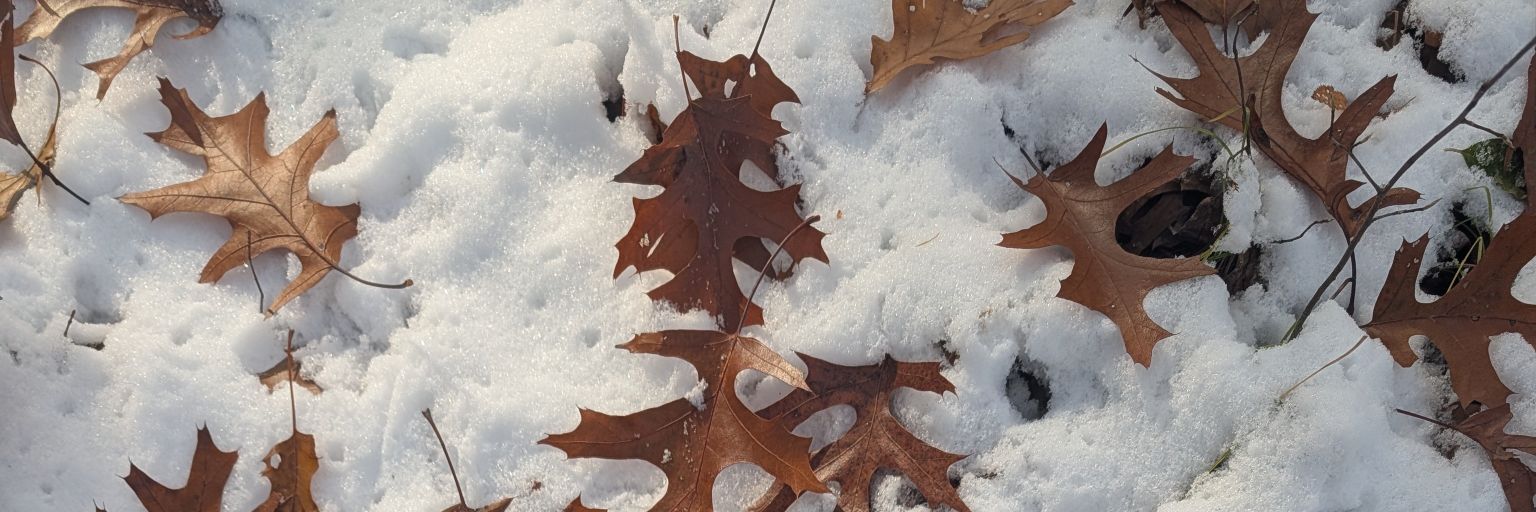 Creative Mitch banner