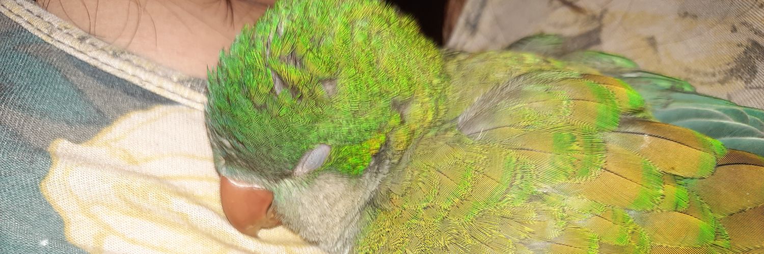 MayraPGonzalez's profile banner image
