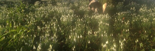 fallon_clare Profile Banner