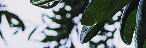 ptazolite Profile Banner