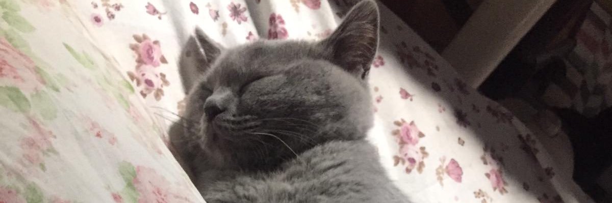 zeynepsepets's profile banner image
