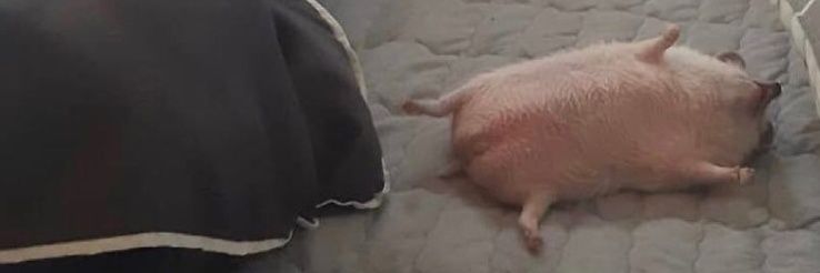 🍉 ✨ antnj ✨ 🍉 banner