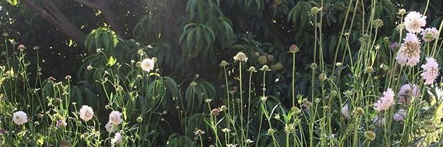 lalabug_89's profile banner image