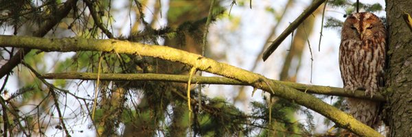 crokochris Profile Banner