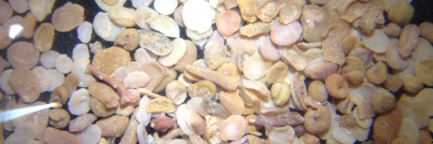 TMS Foraminifera Working Group banner