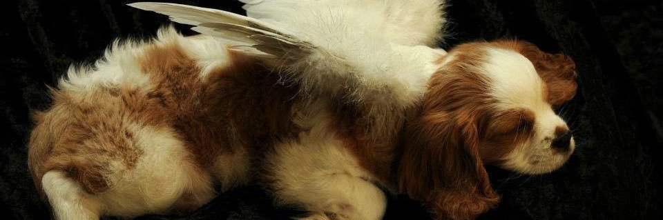 seraphimdog's profile banner image