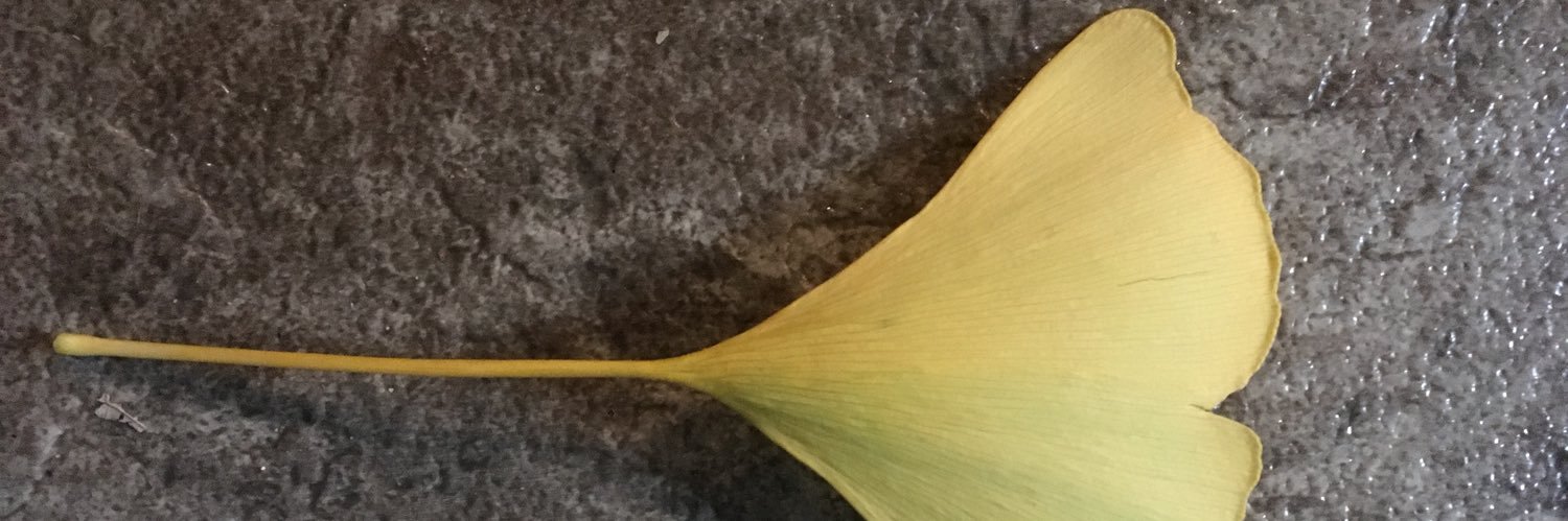 jodyapel_'s profile banner image