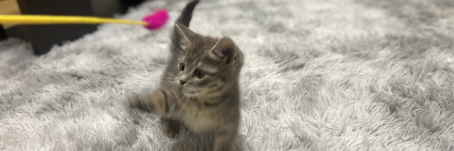 🗿ིྀとっとこのおはむパイセン🐹 banner