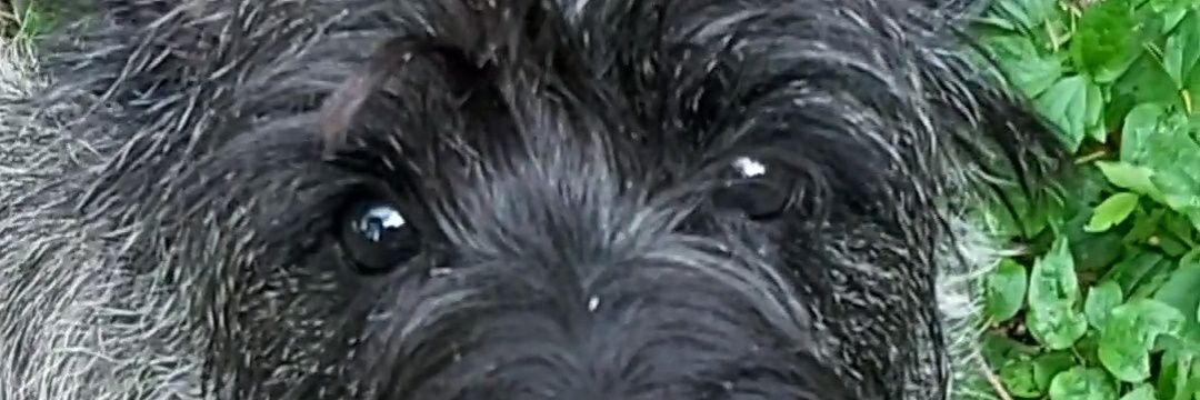 3rdSpeedy's profile banner image