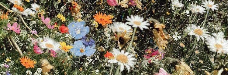 Addy Soderquist banner