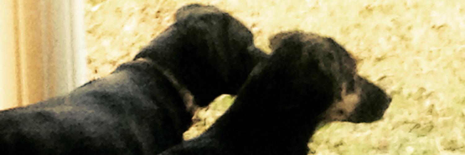 StewartPeyton's profile banner image
