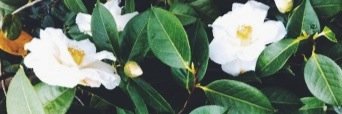 theCeeCee's profile banner image