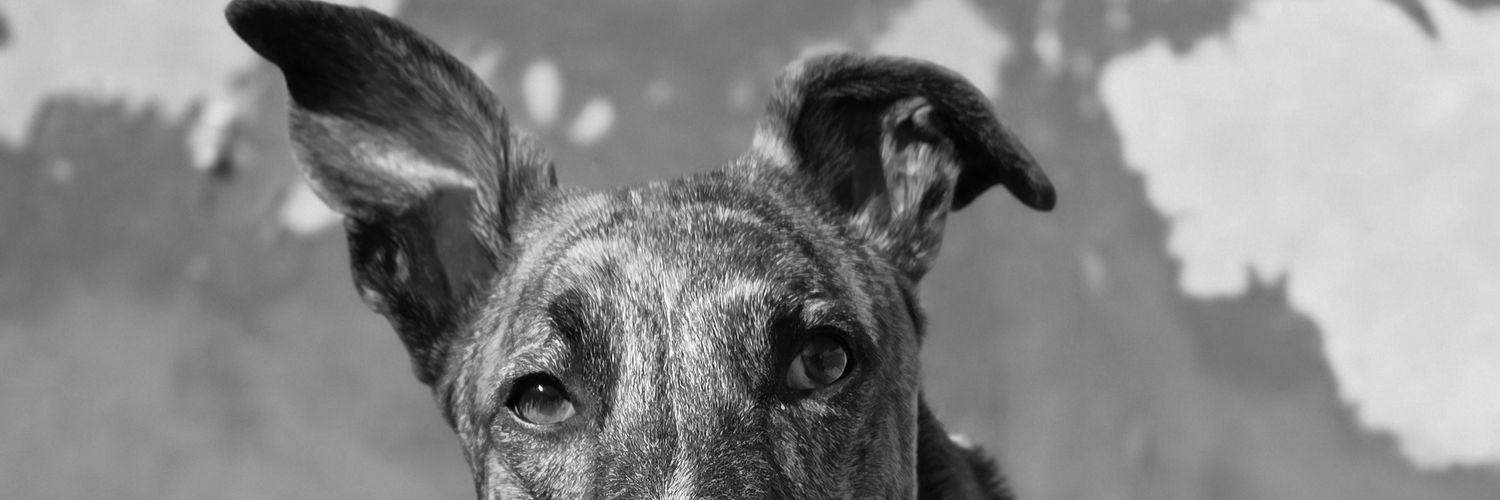 JorLoopez's profile banner image