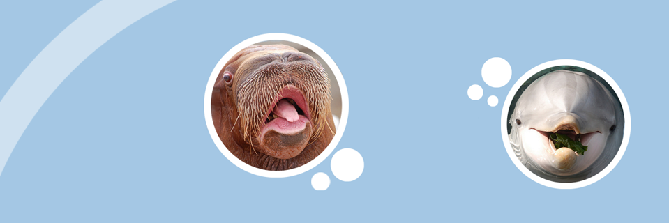 Dolfinariumweb's profile banner image