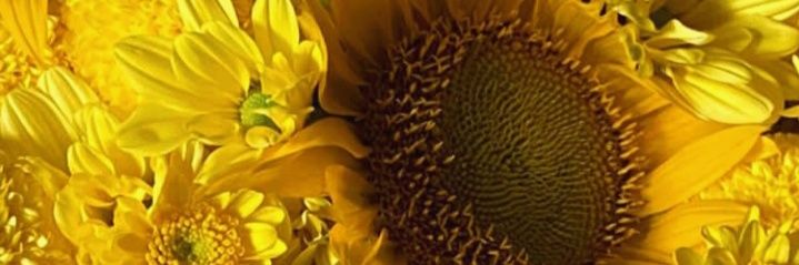 Andrianafitri_'s profile banner image