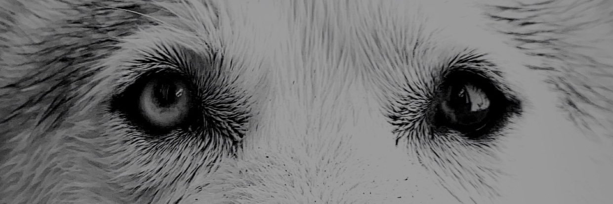 Ital92's profile banner image